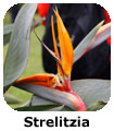 Strelitzia